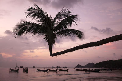 Silhouette palm tree at sunset