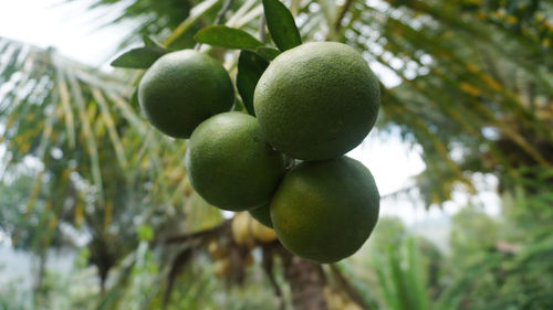 Close-up of fruits on tree