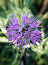 Close-up of bee pollinating flower