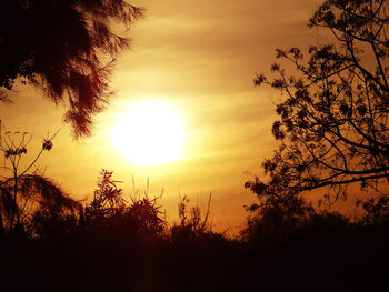 Sun shining through trees