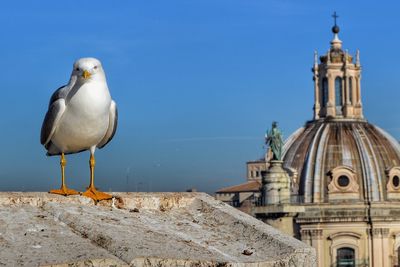 Seagull against clear sky