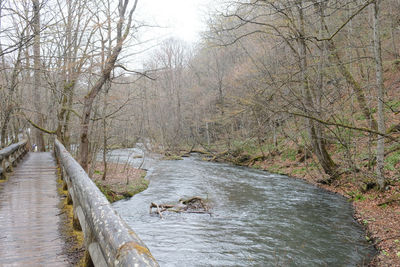 River flowing amidst bare trees in forest