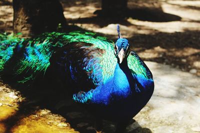 Close-up of peacock