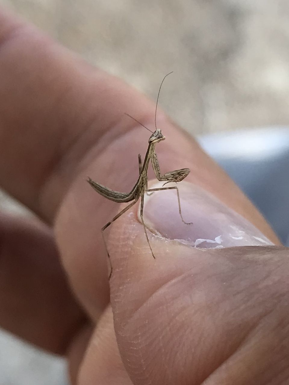 CLOSE-UP OF HUMAN HAND HOLDING SMALL