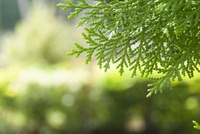 Close-up of leaves on pine tree