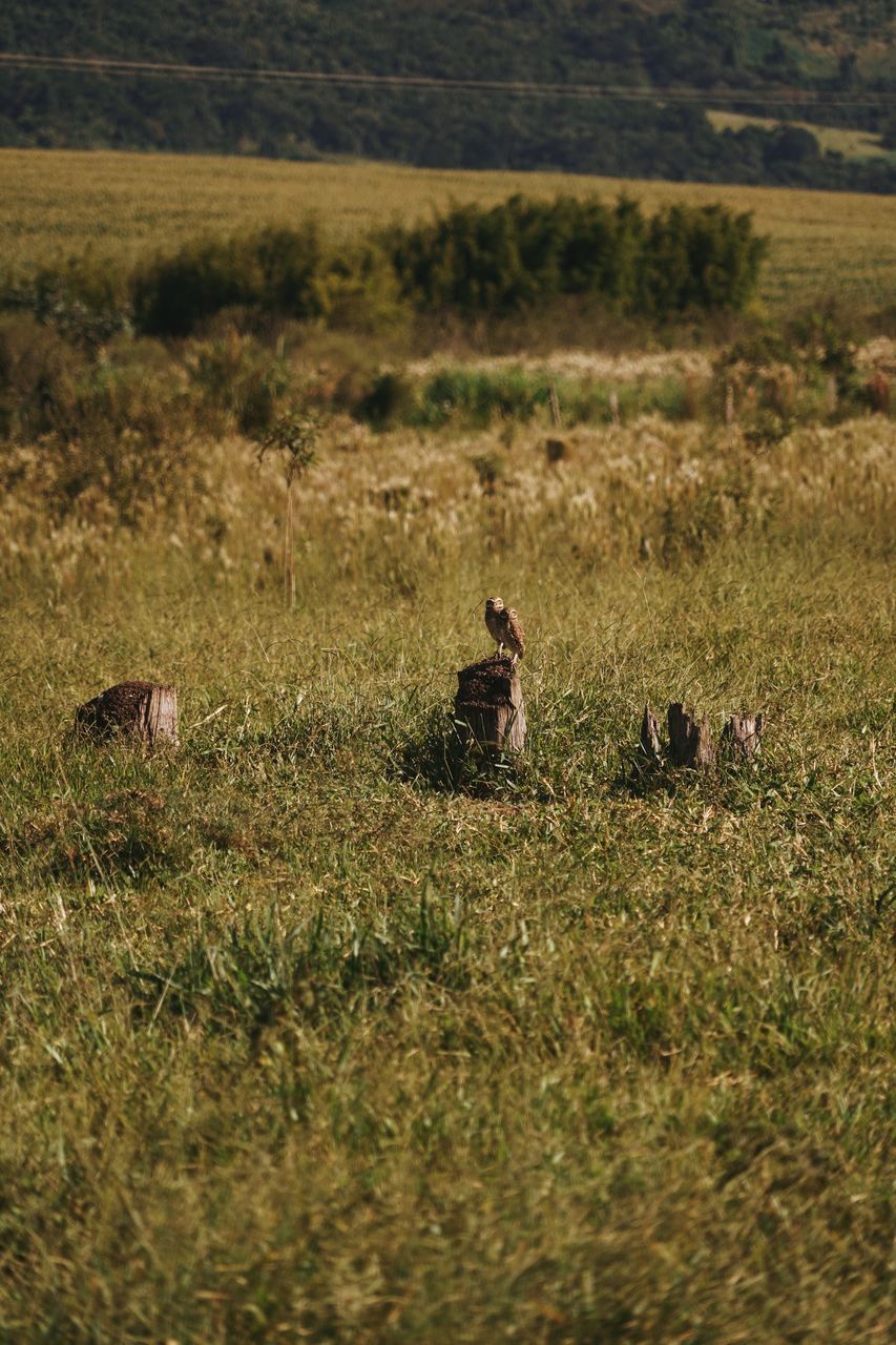 VIEW OF BIRDS ON LAND