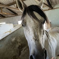 Close-up of horse