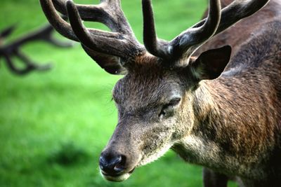 Close-up of deer on field