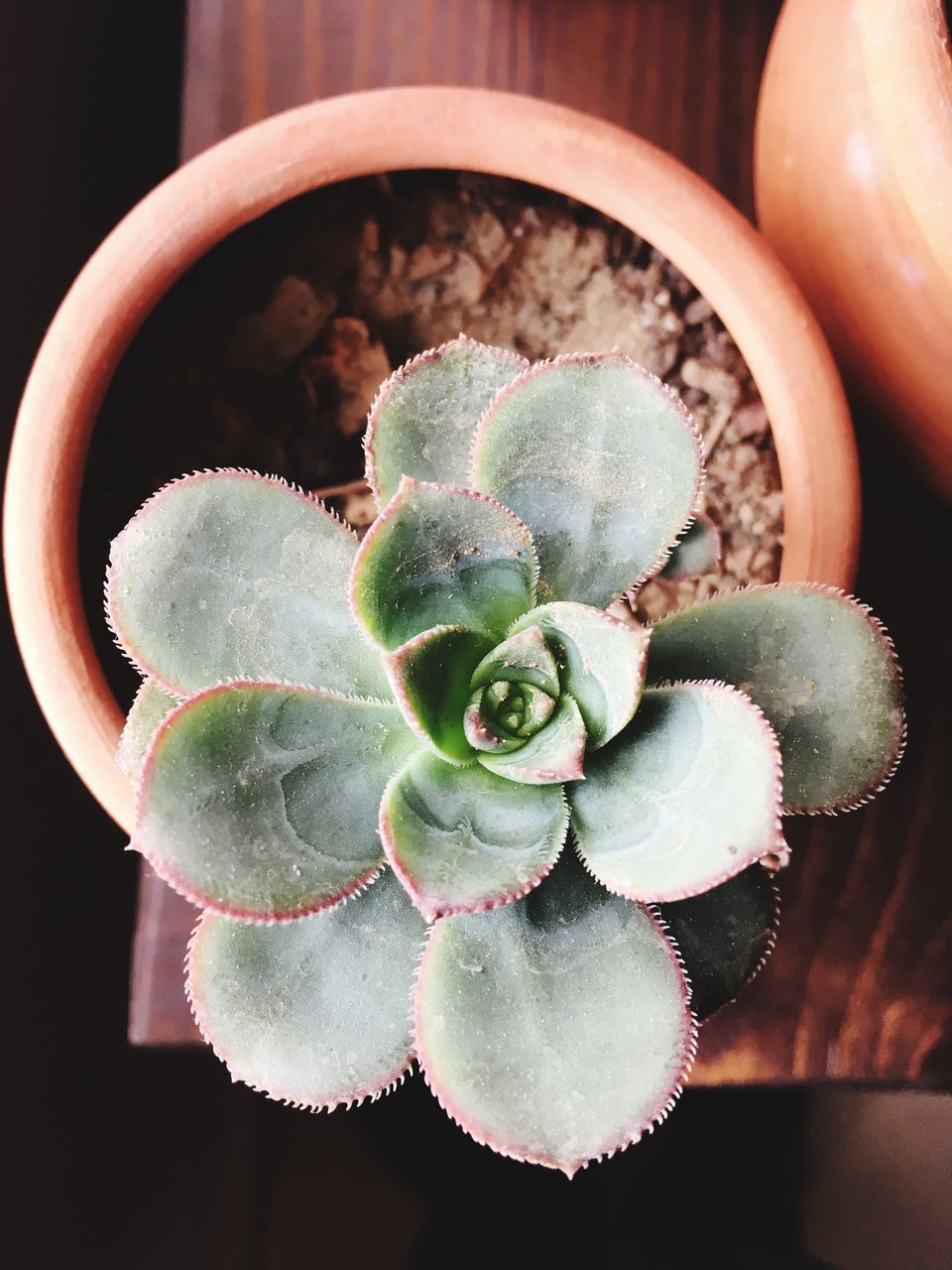 DIRECTLY ABOVE SHOT OF SUCCULENT PLANT