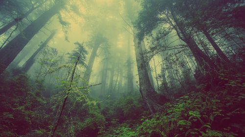 Trees in forest