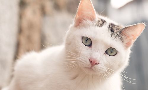 Close-up portrait of a cat