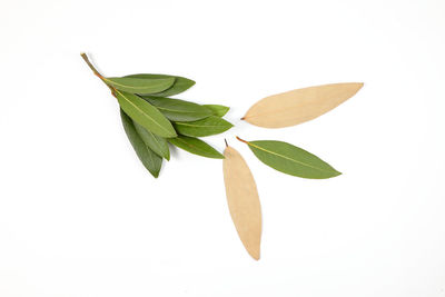 Close-up of fresh green leaves against white background