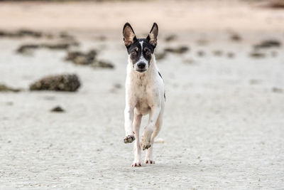 Dog on beach