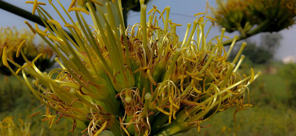 Close-up of yellow flowering plants on field