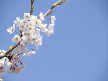 Low angle view of cherry blossoms against clear sky