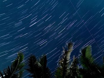 Low angle view of tree against sky at night