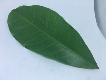 High angle view of fresh green plant leaves