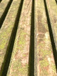 Close-up of tree trunk in forest