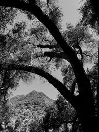 Bare trees against sky