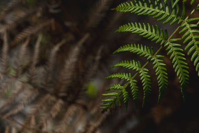 Close-up of pine tree