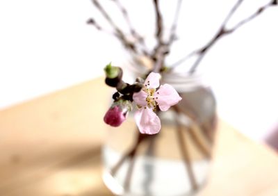 Close-up of cherry blossom on tree