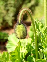 Close-up of fresh green plant