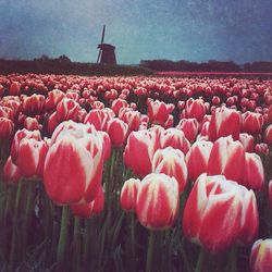 Red flowers growing in field