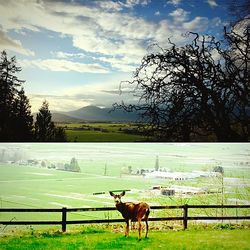 Horses in a field