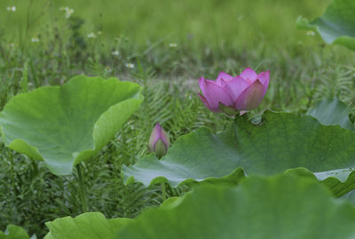 Close-up of pink lotus water lily