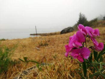 Close-up of pink flowers blooming on field against sky