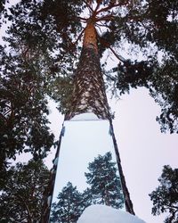 Low angle view of trees against sky during winter