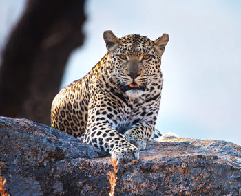 Portrait of  wild animal  sitting on rock