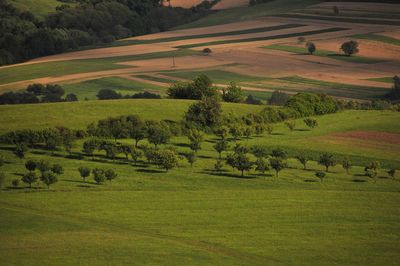 Scenic view of green landscape