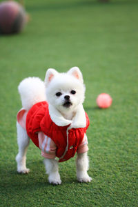 View of a dog