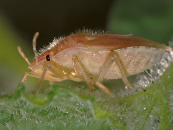 Close-up of insect on leaf