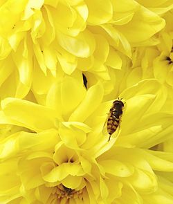 Close-up of bee pollinating flower