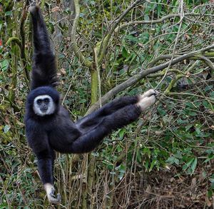 Portrait of monkey on tree