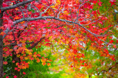 Low angle view of maple tree during autumn