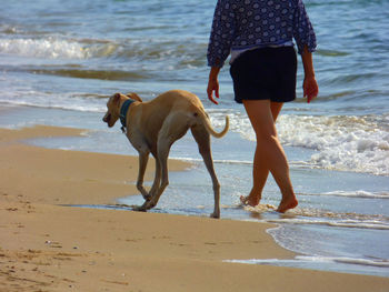 Low section of woman walking with greyhound on shore at beach