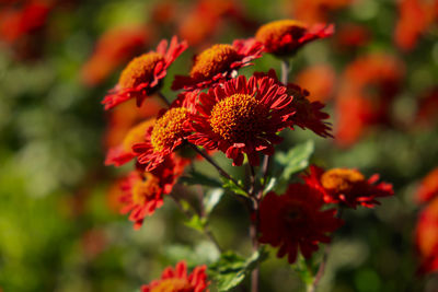 Close-up of red flowering plant