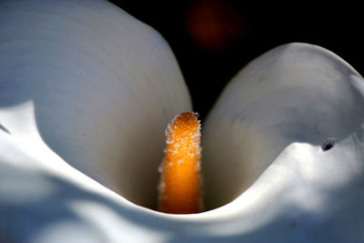 Close-up of plant