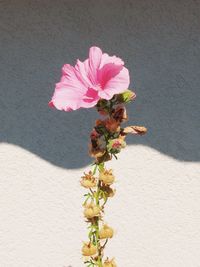 Close-up of pink flowers blooming outdoors