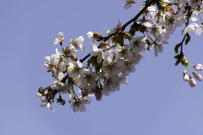 Low angle view of cherry blossoms against clear sky