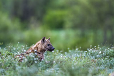 Hyena looking away while sitting on land