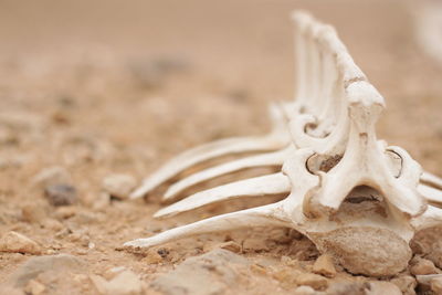 Close-up of animal skull