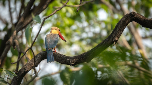 Low angle view of bird perching on branch