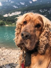 Close-up portrait of a dog on the lake