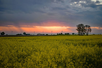 Scenic view of agricultural field against sky during sunset