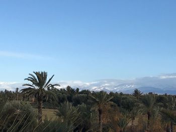 Palm trees on landscape against blue sky