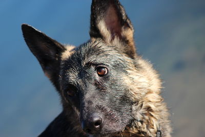 Close-up portrait of german shepherd against sky